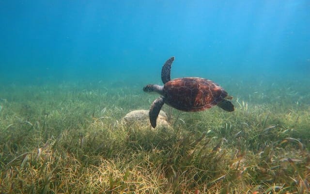 ATV Adventure Combo with Snorkeling, Ziplines, Cenote, and Lunch photo 7