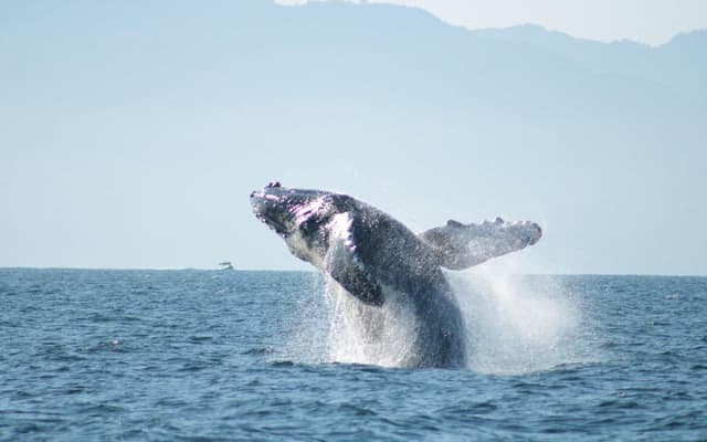 Private Yacht Charter Chica Fun 6 waterslides in Puerto Vallarta photo 10