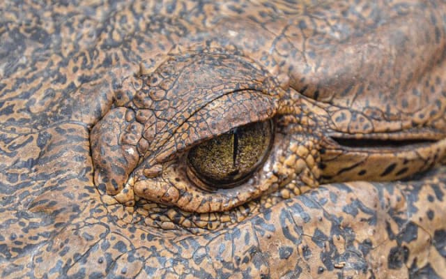 Wildlife Eco Tour on the coast of Oaxaca. photo 11
