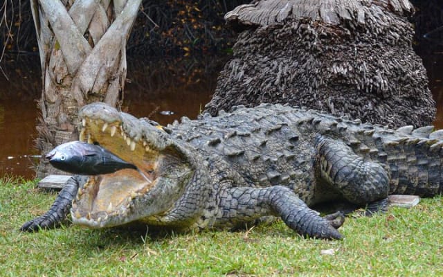 Wildlife Eco Tour on the coast of Oaxaca. photo 7