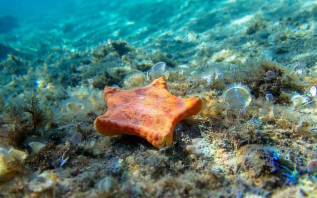 Snorkel in El Cielo Cozumel Reef with Lunch, Beach and Transport photo 4