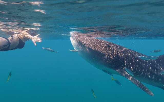 Snorkeling avec les requins-baleines à La Paz photo 3