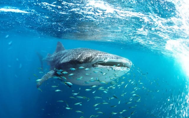 Snorkeling avec les requins-baleines à La Paz photo 2