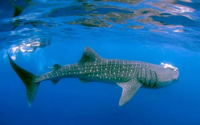 Snorkeling avec les requins-baleines à La Paz photo 6