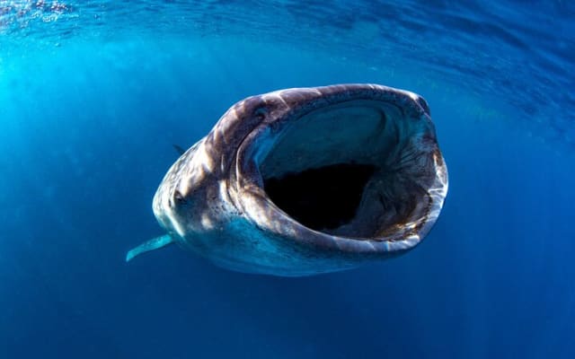 Snorkeling avec les requins-baleines à La Paz photo 7
