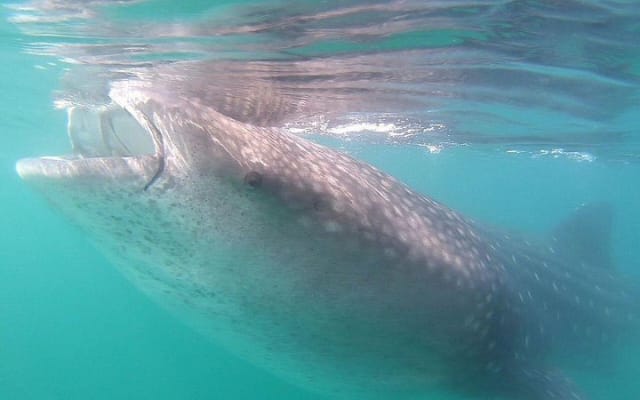 Snorkeling avec les requins-baleines à La Paz photo 8