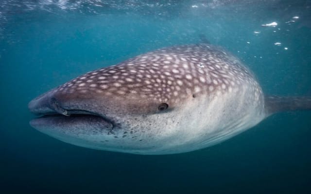 Snorkeling avec les requins-baleines à La Paz photo 9