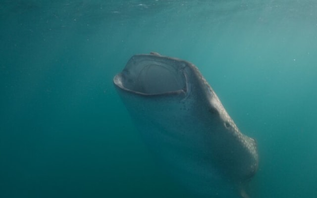 Snorkeling avec les requins-baleines à La Paz photo 10