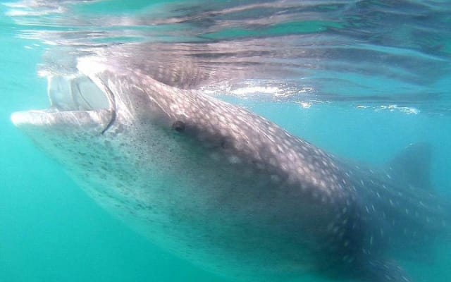 Snorkeling avec les requins-baleines à La Paz photo 11
