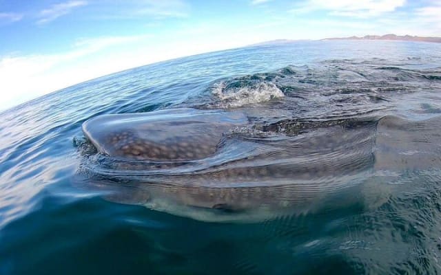 Snorkeling avec les requins-baleines à La Paz photo 5