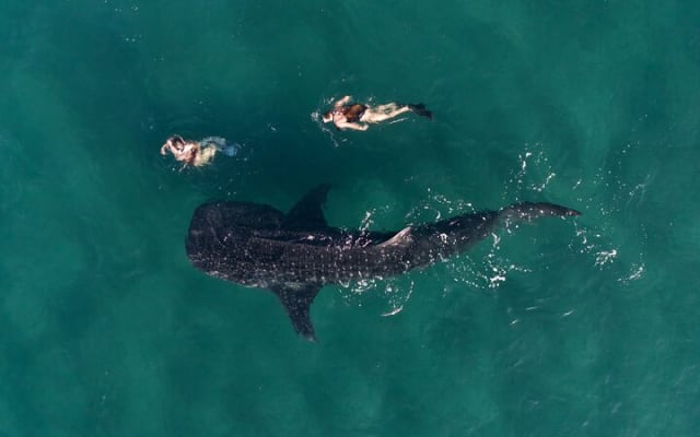 Snorkeling avec les requins-baleines à La Paz photo 4