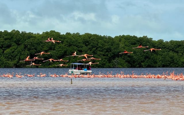 Paseo en lancha por los manglares de Celestún y playa desde Mérida photo 7