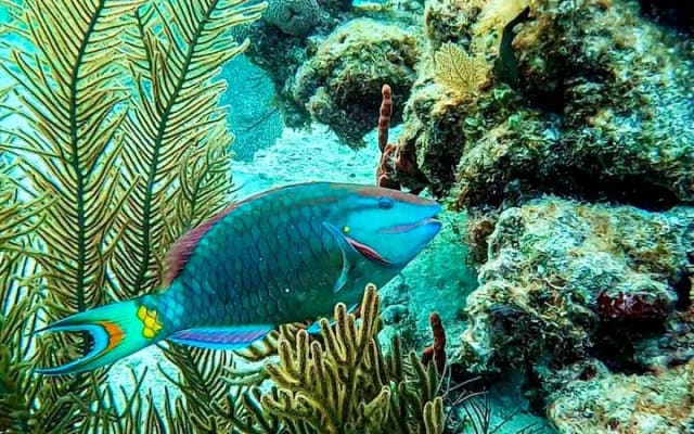 Private Tour Reefs and Corals Puerto Morelos Snorkel Lunch photo 5