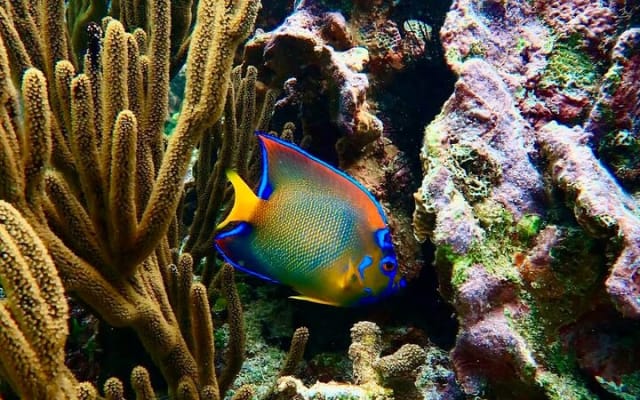 Private Tour Reefs and Corals Puerto Morelos Snorkel Lunch photo 8