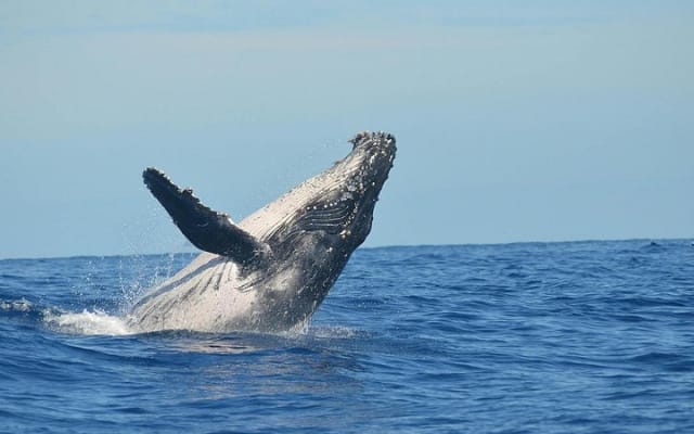 Whale Watching Cruise In Puerto Vallarta & Nuevo Vallarta photo 4