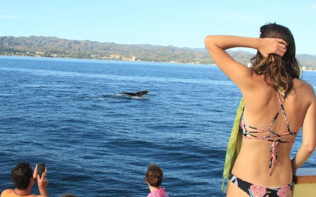 Expérience ultime d’observation des baleines tout inclus photo 6