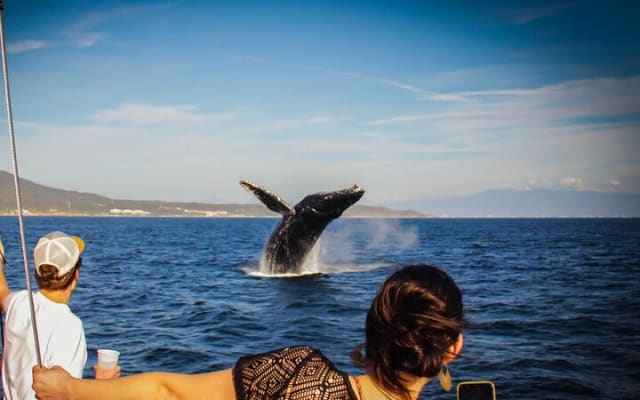 Ultimate Whale Watching Experience All-Inclusive
