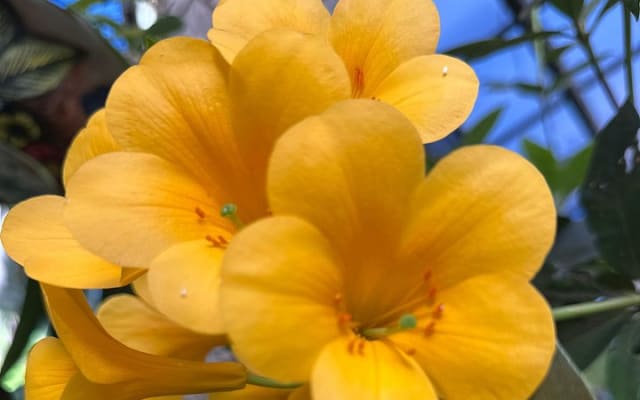 Visite d'une demi-journée du Jardin botanique de Puerto Vallarta photo 5