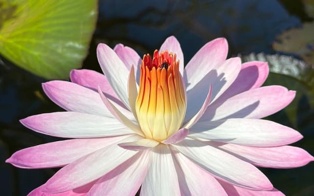 Visite d'une demi-journée du Jardin botanique de Puerto Vallarta photo 6