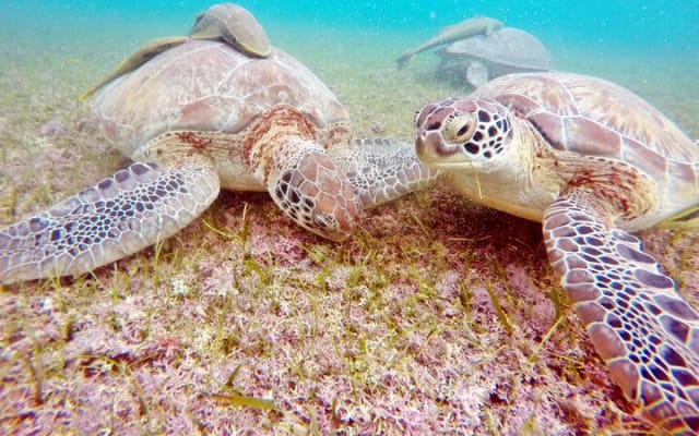 Turtles and Two Cenotes photo 3