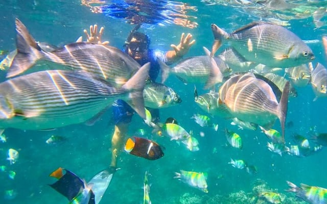 Los Arcos 5 îles : snorkeling, saut de falaise et plage cachée photo 3