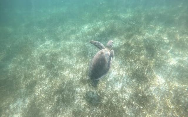 Swim with Turtles in Akumal, Cenote and Tulum Ruins Tour photo 2