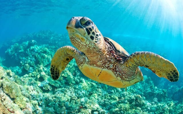 Turtle and Reef Sanctuary Snorkeling photo 8
