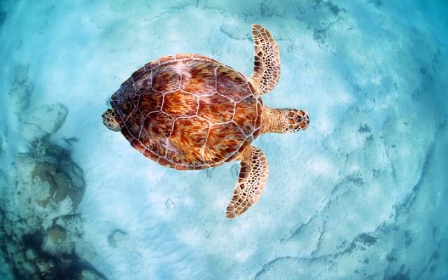 Turtle and Reef Sanctuary Snorkeling photo 10