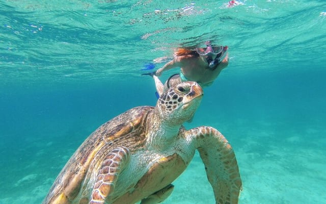 Turtle and Reef Sanctuary Snorkeling photo 2