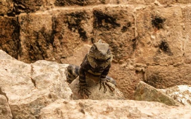 Uxmal, two Amazing Cenotes & Local Food Tour from Mérida photo 14