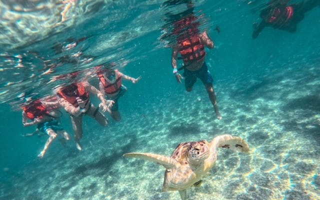 Tulum Ruins, Sea Turtles & Cenote Swim Adventure Tour photo 4