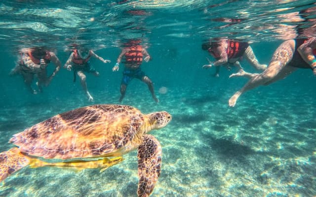 Tulum Ruins, Sea Turtles & Cenote Swim Adventure Tour photo 11