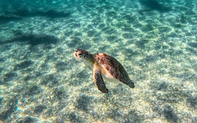 Tulum Ruins, Sea Turtles & Cenote Swim Adventure Tour photo 5