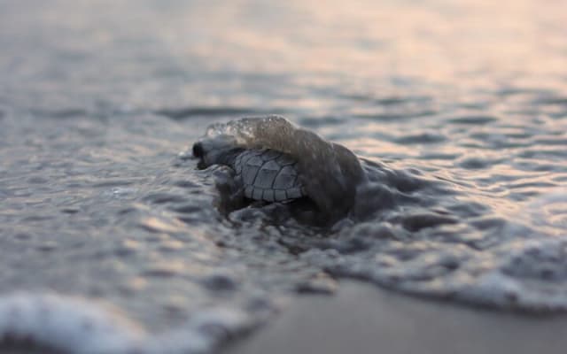 Release of Sea Turtles in Camp Tortuguero