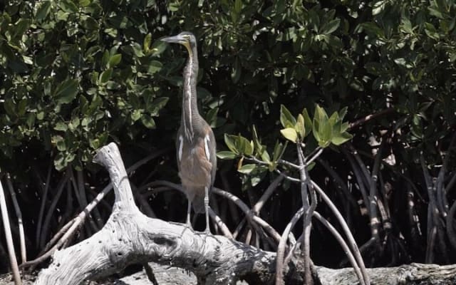 Guided Bird Watching Private Tour in Rio Lagartos from Tulum photo 6