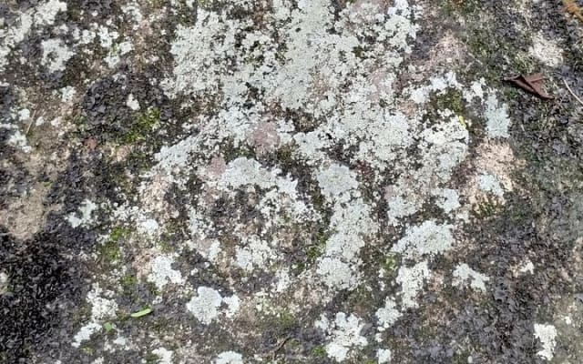 Private Tour: Botanical Garden & Petroglyphs photo 12