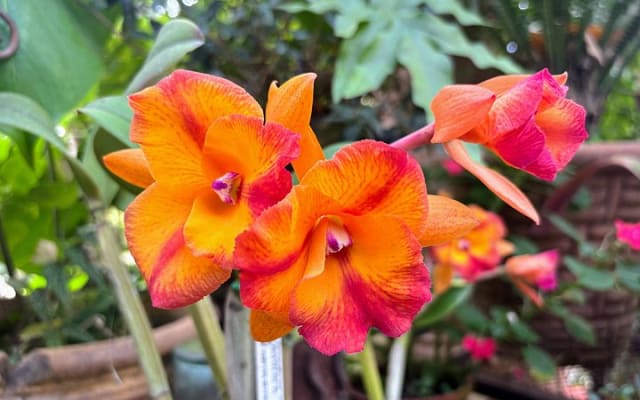 Private Tour: Botanical Garden & Petroglyphs photo 10