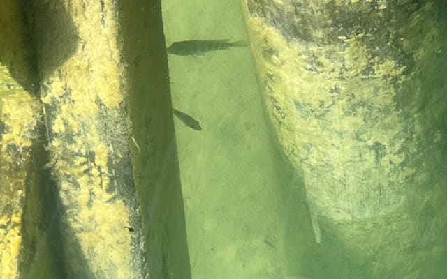 Punta Laguna Adventure with Mayan Ceremony photo 10