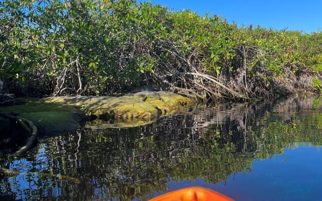 Snorkeling Activity in a Cenote Expedition photo 15