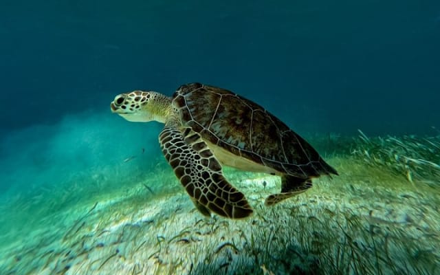 Catamaran Cruise in Riviera Maya With Snorkeling & Beach Club photo 7