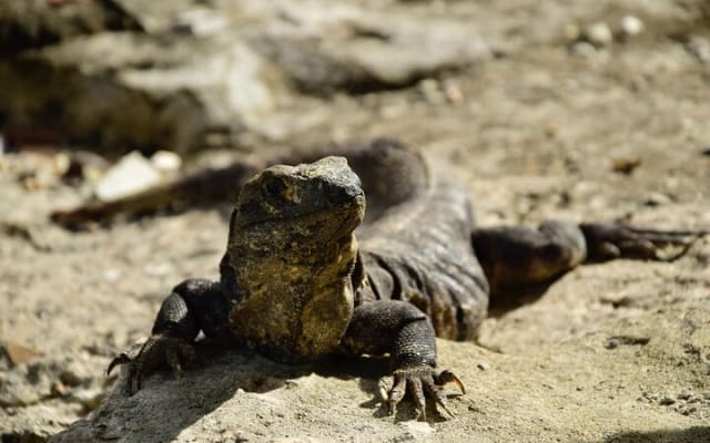 Tour de las ruinas de Tulum, tortugas en Akumal y cenote photo 8