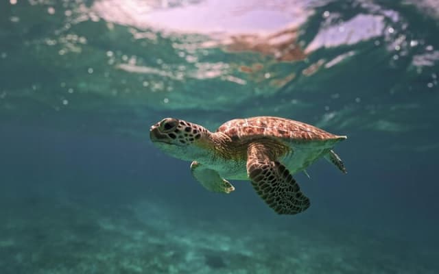Tour de las ruinas de Tulum, tortugas en Akumal y cenote photo 3
