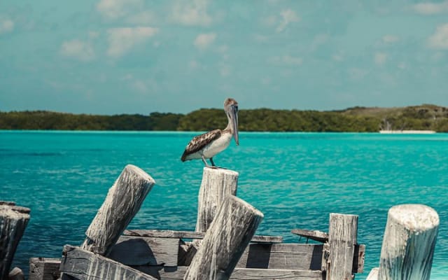Beach Escape: Isla Contoy and Isla Mujeres with Snorkeling. photo 14