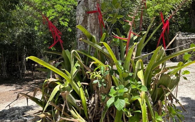 Tulum Ruins & Cobá Ruins Adventure (Private, Full Day) photo 8