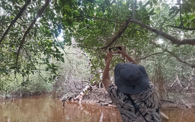 Celestún Mangrove Exploration & Beach Escape from Mérida photo 4