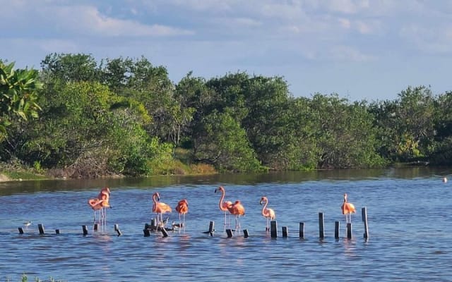 Celestún Mangrove Exploration & Beach Escape from Mérida photo 6