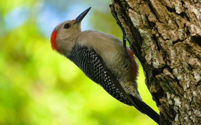 Coba and Punta Laguna Guided Birdwatching Private Tour photo 3