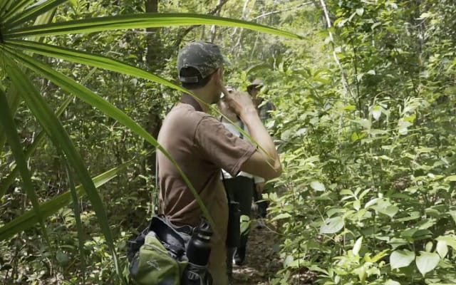 Coba and Punta Laguna Guided Birdwatching Private Tour photo 5
