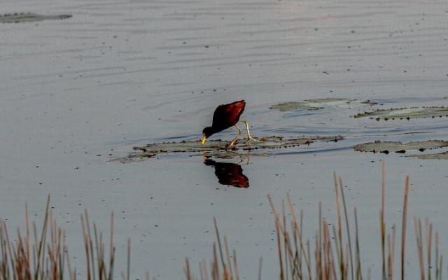 Coba and Punta Laguna Guided Birdwatching Private Tour photo 6