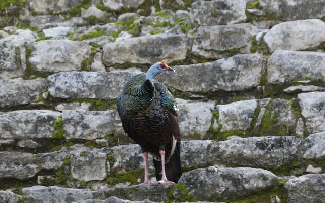 Coba and Punta Laguna Guided Birdwatching Private Tour photo 7